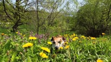 Sevimli küçük köpek portre.