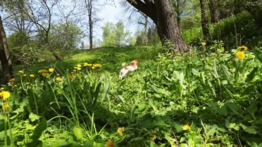 Köpek doğa artalanda çalışır.