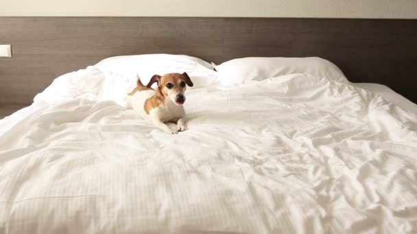 Perro jugando en la cama . — Vídeo de stock