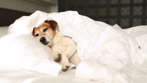 Pequeño perro Jack Russell terrier perro se despierta — Vídeos de Stock