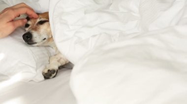 Köpek yatakta uyuyor dinleniyor. 