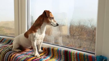 Sevimli köpek bir pencere üzerinde oturan