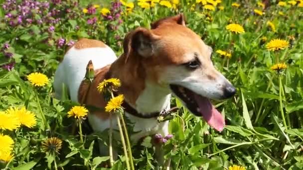 Adorable perro pequeño Jack Russell terrier — Vídeo de stock