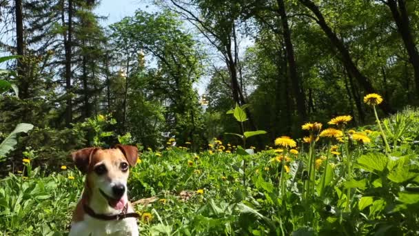 Juegos activos en la naturaleza con pequeño perro feliz . — Vídeo de stock