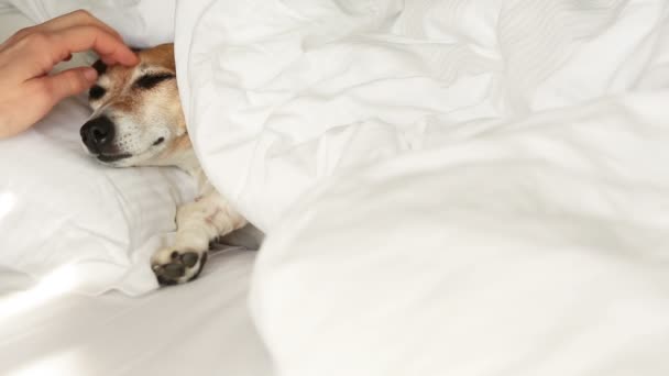 Perro descansando en la cama dormido . — Vídeo de stock