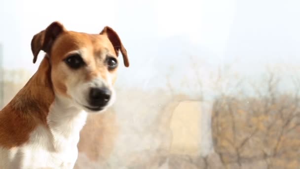 Hund vakt titta på motion fönstret — Stockvideo