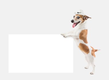 Güzel köpek kovboy şapkası ile holding yönetim kurulu