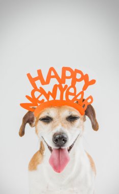 Serin mutlu küçük köpek. 