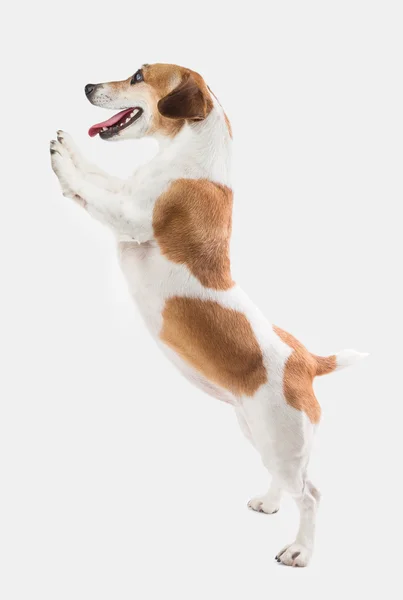 Adorabile cane sorridente sta su zampe posteriori (zampe  ). — Foto Stock