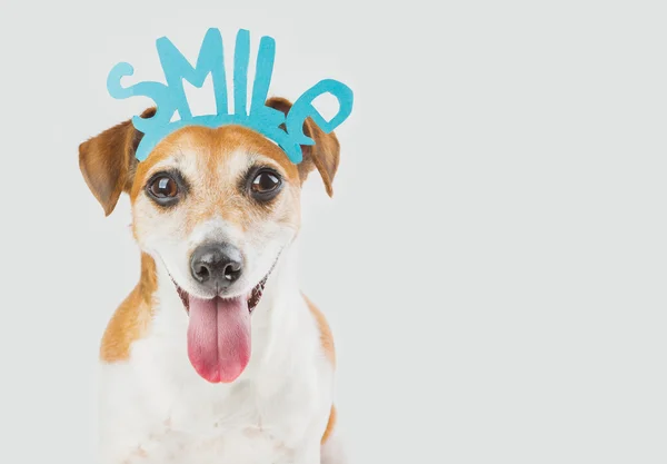 Portrait of cool smart Jack Russell terrier dog — Stock Photo, Image