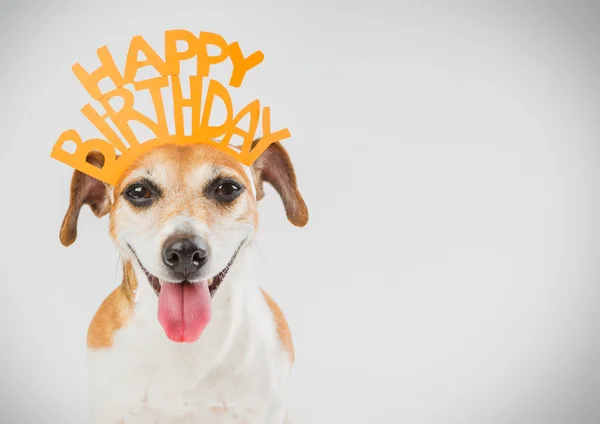 Verjaardag hond lachen. — Stockfoto