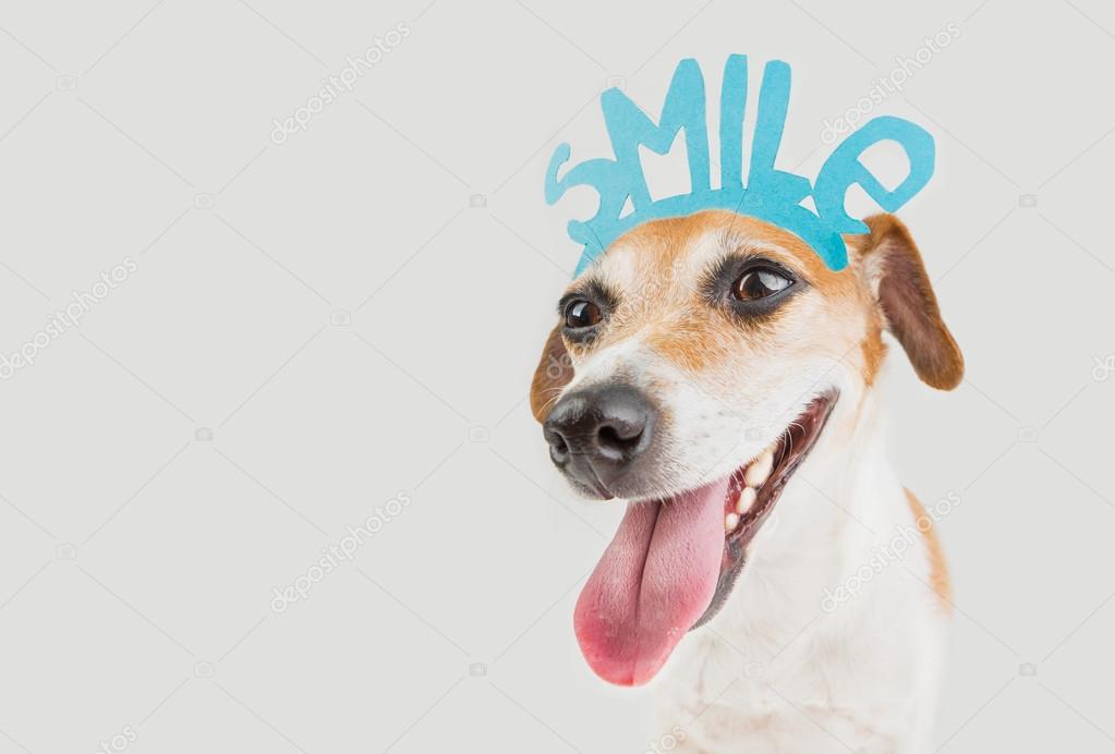 Lächelnder Motivationspostkarte Porträt Hund Stockfotografie
