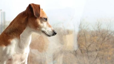 Sevimli köpek büyük güneşli pencere yakınındaki
