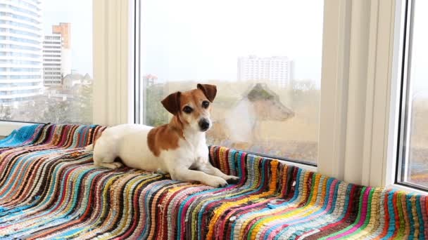 Pequeño perro lindo acostado cerca de la ventana . — Vídeos de Stock