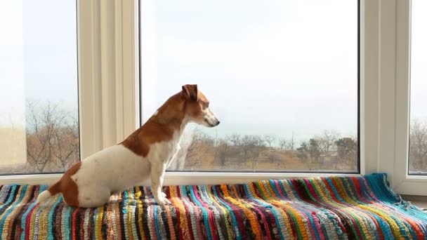 窓の外を見る犬. — ストック動画