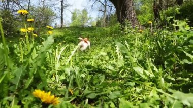 Serin küçük oynayan köpek. 