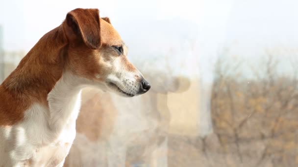 Legrační malé roztomilé štěně pes hledá do okna — Stock video