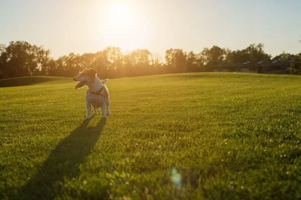 Jack Russell terrier szuka po stronie — Zdjęcie stockowe