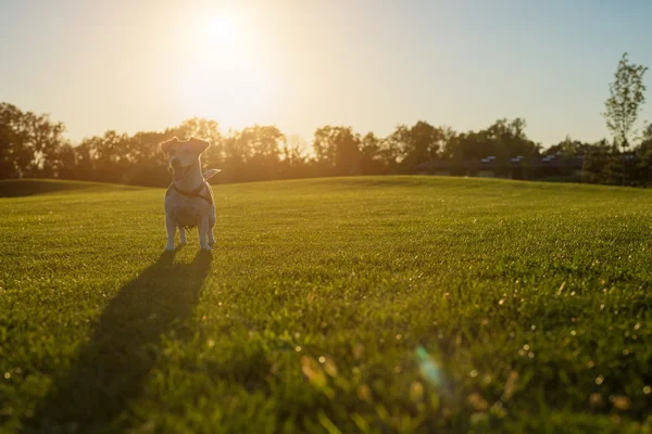 Dog standing over against sunset — Stock Photo, Image