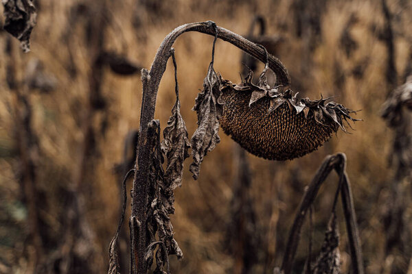 Сухие подсолнухи. Грустные каштановые цвета. Художественная творческая концепция. Метафора неудачи, разочарования, грусти и тоски. Художественная концепция изображения. Горизонтальное искусство
