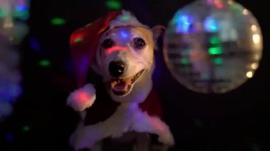 Gülümseyen mutlu köpek yavrusu Jack Russell gece kulübünde Noel Baba kostümlü teriyer. Dikkatlice bakıyorum. Gece kulübü partisi kutlaması Mutlu yıllar ve Noel eğlenceli video görüntüleri Sert parti havası 