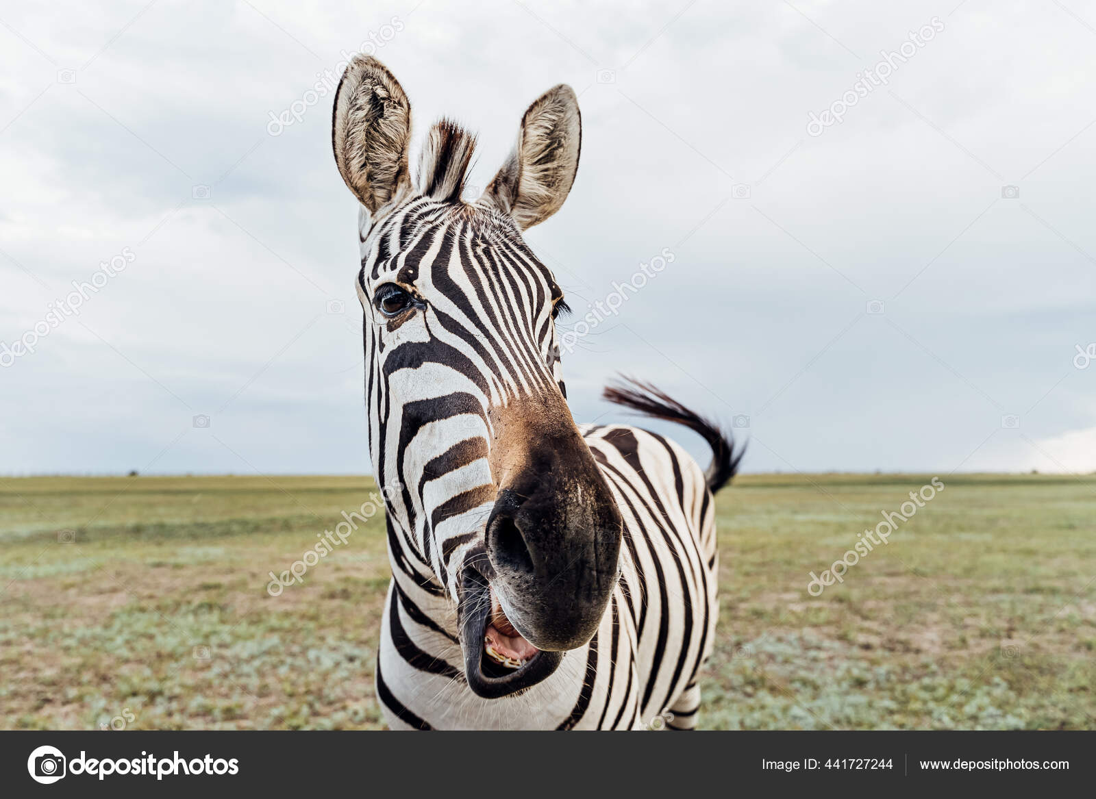 얼룩말은 웃음거리로 새롱거리면서 얼굴로 벌리고 말하고 웃었다 재활용하기 호기심많은 얼룩말이 — 스톡 사진 © Flydragonfly  #441727244, image size:1600x1167