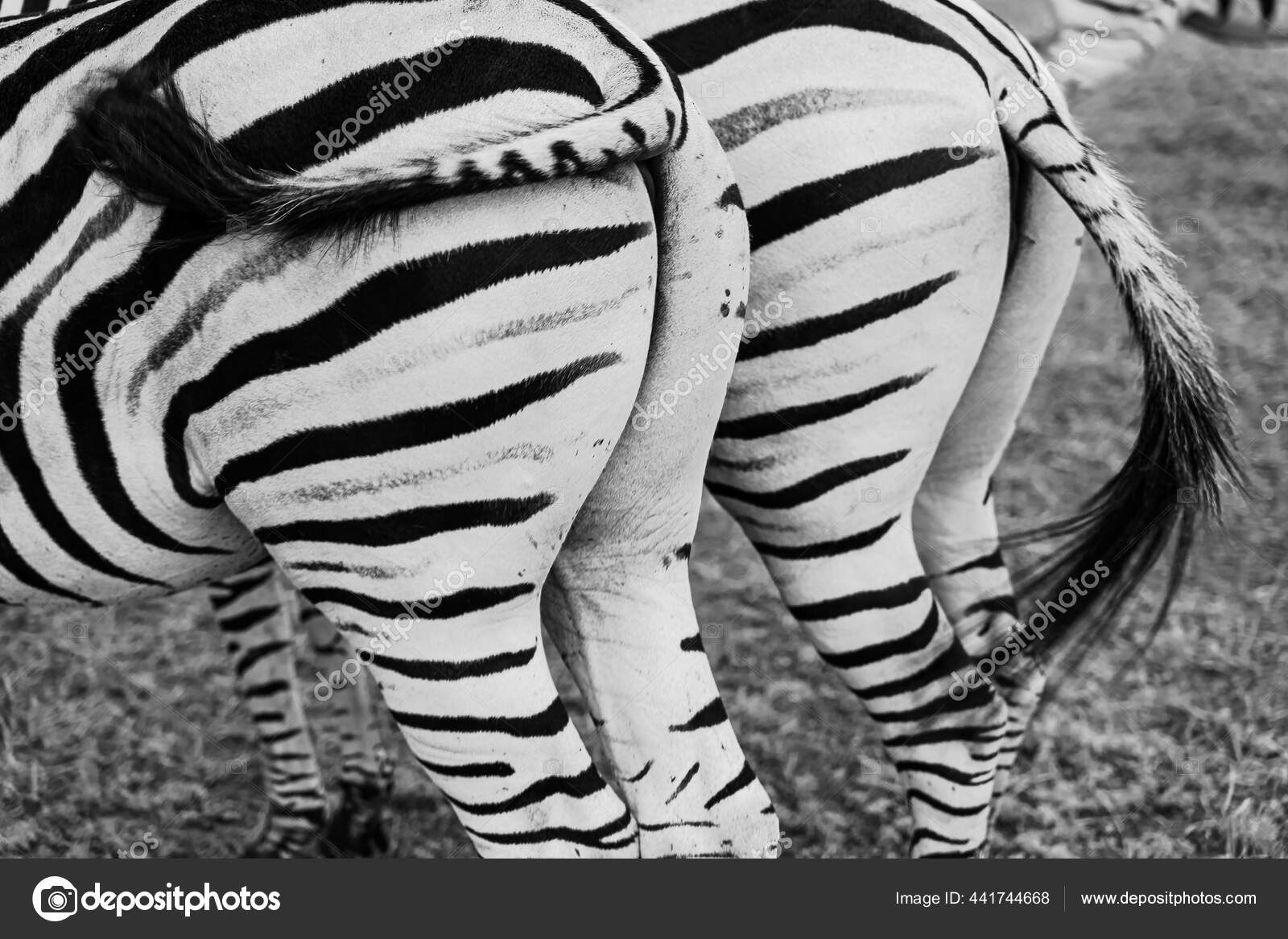 지브라 백으로요 마리의 얼룩말 노획물이 돌아섰다 모험이었지 얼룩말에게 인사를 꼬리흔들기 — 스톡 사진 © Flydragonfly  #441744668, image size:1600x1167