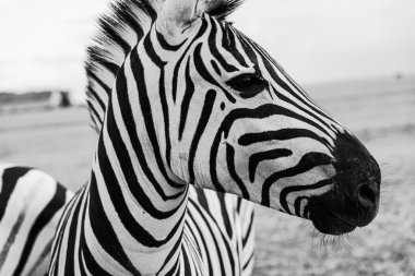 Güzel zebra at profili görünen tarafı. Sanatsal yaratıcı poster tarzı siyah beyaz yatay kompozisyon. Vahşi doğa teması. Sevimli hayvan doğası.