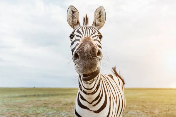 Portrait Zeba Adorable Visage Animal Regardant Vers Caméra Gros Nez — Photo
