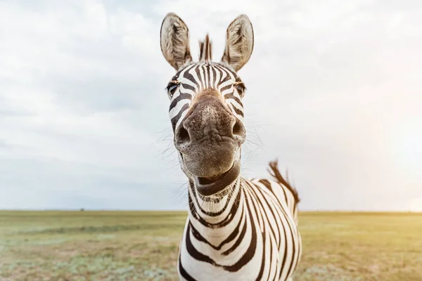 Retrato Zeba Cara Animal Adorável Olhando Para Câmera Nariz Grande — Fotografia de Stock