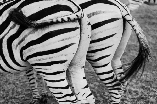Zebra Back Black White Two Booty Couple Pair Zebra Horses — Stock Photo, Image