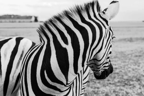 Style Affiche Artistique Noir Blanc Composition Horizontale Zebra Regarde Arrière — Photo