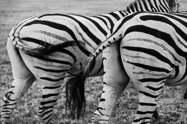 Black White Zebra Back Two Booty Couple Pair Zebra Horses — Stock Photo, Image