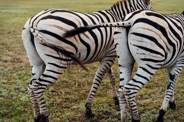 Zebra Two Booty Couple Pair Zebra Horses Eating Grass Turned — Stock Photo, Image