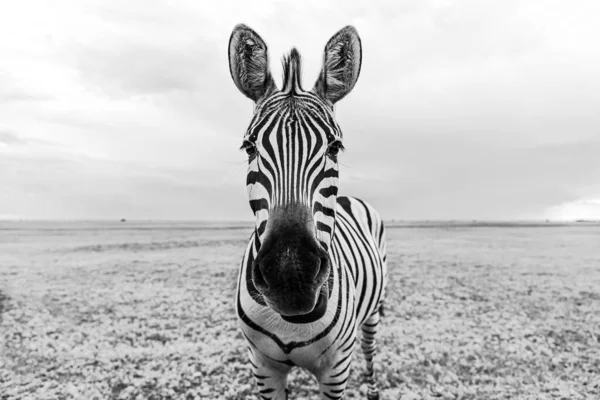 Zebra black and white portrait. Unique wild animal looking to the camera. curious animal communicating. big nose Funny looking cute zebra shallow depth of field eyes in focus. Dramatic creative photo