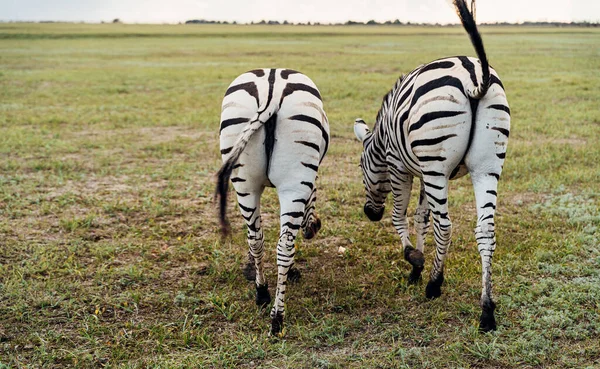 two booty of couple pair of zebra horses eating grass turned backs. safari adventure. Leaving zebras goodbuy. walkimh away. Wild nature landscape. waving tail. show disrespect messing around
