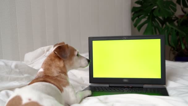 Cute Pies Leżący Obok Laptopa Zielonym Ekranie Klawisza Chroma Możesz — Wideo stockowe