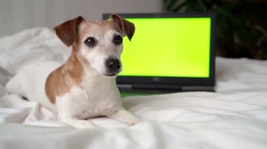 Yeşil Csreen dizüstü bilgisayarı olan köpek beyaz rahat yatağın üzerinde. En sondaki kameraya bakıyorum. Sahiplerinin elinden muamele görüyorum. Evde rahatlayan meraklı küçük evcil hayvan Jack Russell Terrier. Video görüntüleri