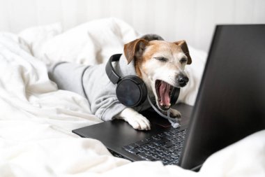 Konuşan, ağzı açık, şok olmuş yorgun köpek Jack Russell teriyer gri kapüşonlu ve kulaklıklı esneyerek beyaz yatakta dizüstü bilgisayar kullanıyor. Uzaktan çalışan serbest çalışan biri. Komik hayvanlar teması