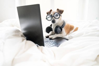 Gözlüklü komik köpek DJ 'i rahat rahat çevrimiçi beyaz yatakta çalışıyor. Freelancer 'ın uzaktan kumandalı ofisi. Editör elektronik müzik bestecisi kulaklıklı Jack Russell Terrier.