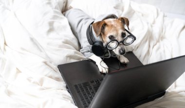 Gri kapüşonlu ve kulaklıklı komik köpek Jack Russell Terrier bilgisayarda çalışıyor. Programcı freeldncer kodlama uzaktan evden. Müzik dinliyordum. Ses ile profosyonel çalışma