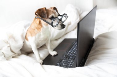 Köpek Jack Russell teriyeri dizüstü bilgisayar ekranına yoğunlaşmıştı. Gözlüklü zeki inek. Merkez ofisten uzaktan. Evde kalıp karantina altında kalmak. Film izliyorum.    