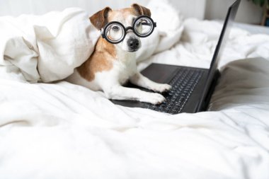 Küçük komik köpek Jack Russell teriyeri beyaz yatakta yatıp dizüstü bilgisayarla kameraya bakıyor. Battaniyeyle kaplanmış rahat. Ev ofis temasından sızlanan. 