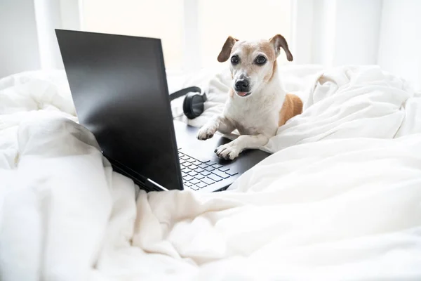 Adorable Perro Escribiendo Teclado Del Ordenador Portátil Programador Codificación Forma —  Fotos de Stock