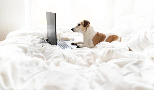 コンピュータのラップトップの黒い画面を探して自宅で白いベッドの上に横たわっサイドプロファイルから犬 映画を見たり 自宅からリモートでインターネット上で作業します オンラインフリーランスのプロジェクト 居心地の良い快適な家 — ストック写真