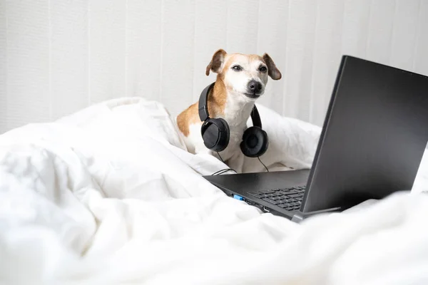 Divertido Perro Cara Cama Con Ordenador Portátil Grandes Auriculares Profesionales — Foto de Stock