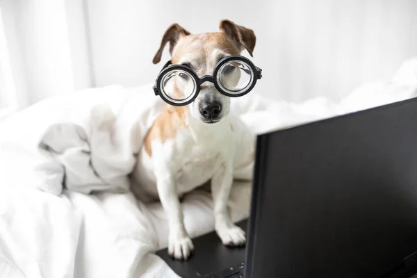 聪明的狗杰克罗素的狗与眼镜和计算机看相机 在床上使用笔记本电脑 放松家里的气氛 网上远程在家学习宠物很有趣 周末电影狂放观影时刻 — 图库照片