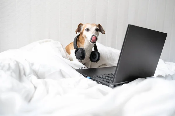 饥饿的狗在网上订购食物 在床上爱抚着电脑和耳机 看相机 看烹饪节目录像 可爱的宠物在家里舒舒服服 在线流媒体 — 图库照片