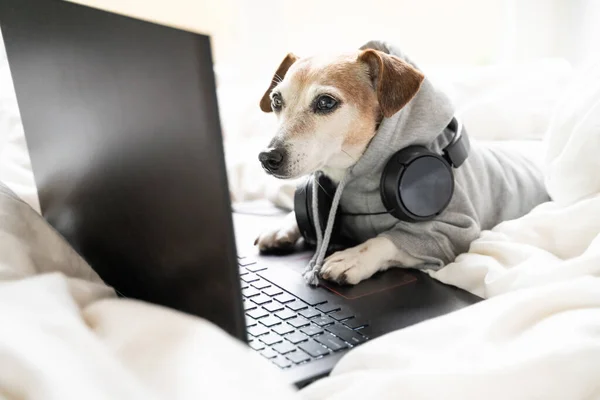 funny dog working with laptop computer looking to screen in white bed. In gray hoodie jumper and professional headphones. Jack Russell terrier freelancer working remotely from home weekend movie watch