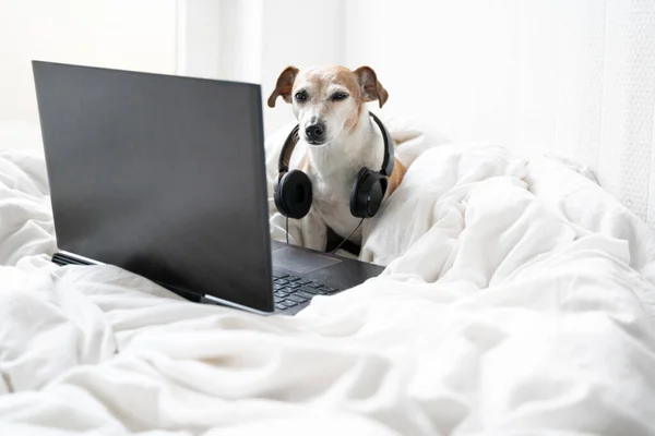 Adorable Chien Jack Russell Terrier Programmeur Freelancer Bureau Distance Éditeur — Photo